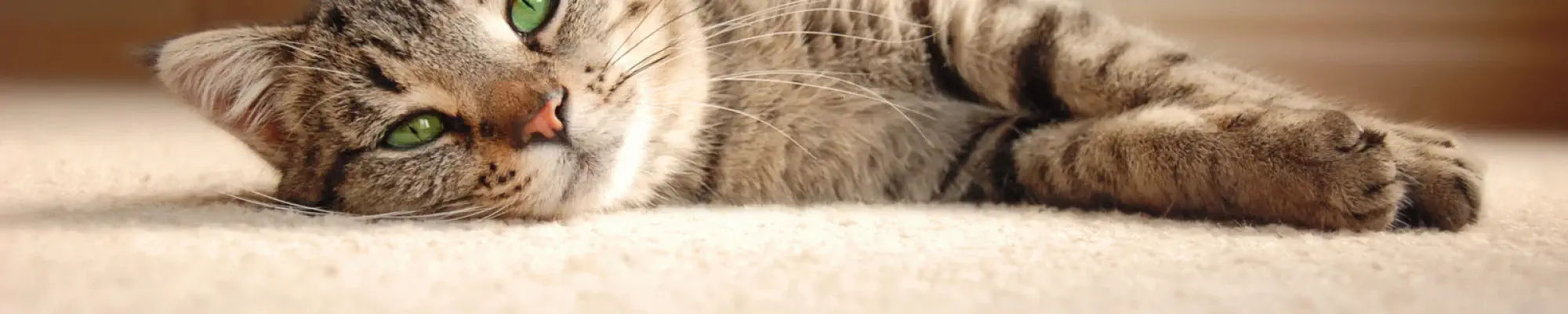 Cat laying on beige carpet floor